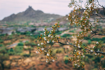 View of Pinnacle peak
