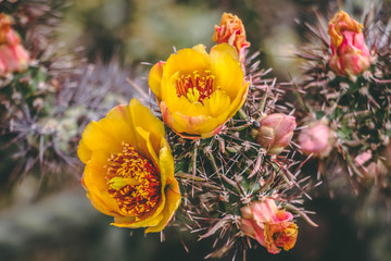 Orange and yellow cactus flowers in Scottsdale