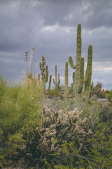 Saguaros braving the Scottsdale Storm