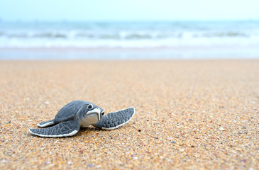 Fototapeta na wymiar Turtle balls on the beach