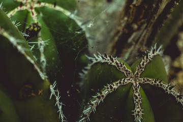 Dark cactus with a spider web 