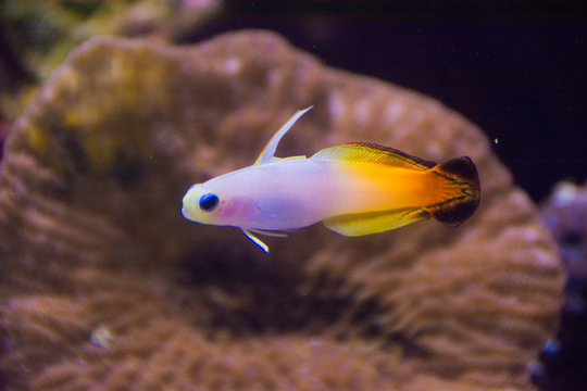 Fire Goby (Nemateleotris magnifica) is small tropical orange and white fish, in Palau, Pacific