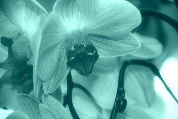 Orchid flowers with green leaves against a blurred background. Close up of Orchidea Phalaenopsis © JEGAS RA