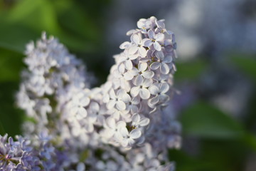 Flowers blooming lilac. Beautiful purple lilac flowers outdoors.