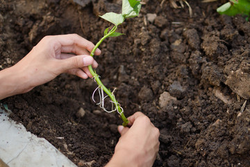 Hand showing how to grow sweet potato on soil at organic farm