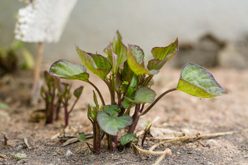 Young sweet potato at plant nursery at organic farm