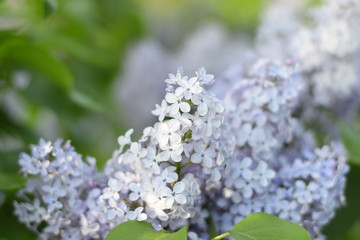 Flowers blooming lilac. Beautiful purple lilac flowers outdoors.