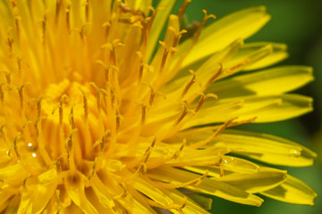 Close-up of a blooming yellow dandelion on a sunny meadow. Dandelion stamens.