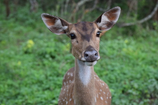 Chital - Spotted deer - Axis axis