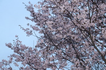 Sakura