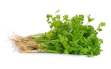 Fresh coriander (cilantro) with roots on white background