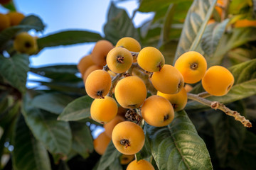 Loquat fruit-Mediterranean fruit very useful for Diets also called mushmula