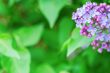 Small lilac flower (syringa) on natural blurred green background.  Floret fon. Spring flowers lilac. Copy space. Soft focus. Card for celebrations.