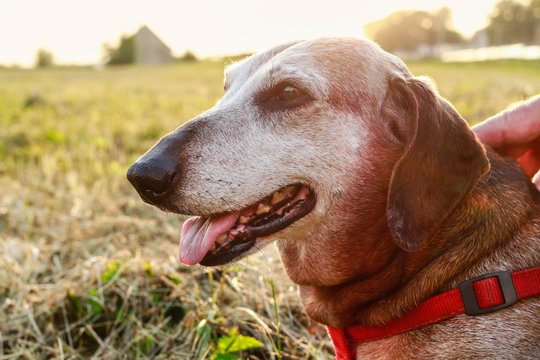 Very Old Dog Sitting In The Meadow