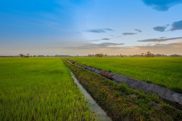 Fototapeta na wymiar Asia, Indonesia, Thailand, Aerial View, Agricultural Field