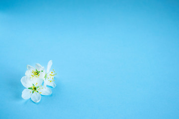 Naklejka na ściany i meble Delicate white spring flowers on a blue background. Background for design, screen saver, texture. Free space for text