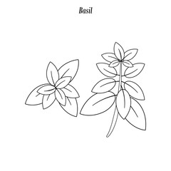 Basil outline illustration