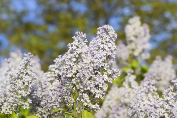 Flowers blooming lilac. Beautiful purple lilac flowers outdoors.