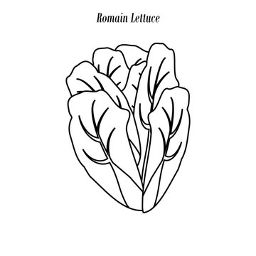 Romain Lettuce Illustration Outline