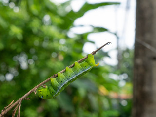 Caterpillar  on the branch .