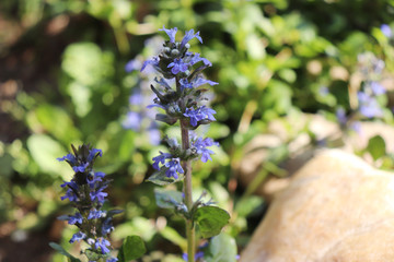 Spring flowers, Ajuga reptans, bugle. Ajuga reptans is a sprawling perennial plant with erect flowering stems.