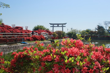 Fototapeta na wymiar 京都、長岡天満宮のキリシマツツジと大鳥居が見える風景