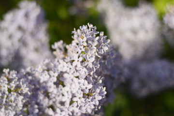 Flowers blooming lilac. Beautiful purple lilac flowers outdoors.