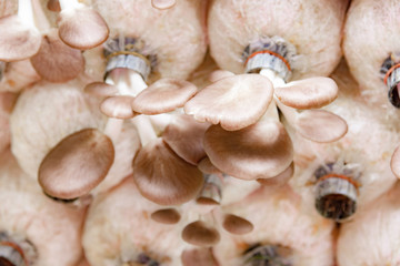 Mushroom in farm, Pleurotus pulmonarius or phoenix mushroom, Mushroom cultivation