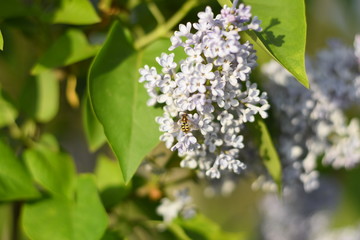 Flowers blooming lilac. Beautiful purple lilac flowers outdoors.