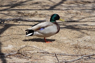 Male green head Mallard duck isolated