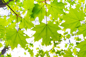 Fototapeta na wymiar Young green fresh bright maple leaves under the rays of the sun