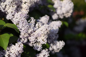 Flowers blooming lilac. Beautiful purple lilac flowers outdoors.
