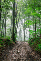 Fototapeta premium Road through the dark forest.