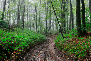 Obraz premium Road through the dark forest.
