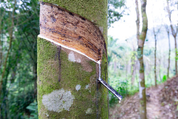 Fresh milky latex extracted drop water from para rubber tree into a plastic bowl, Thailand.