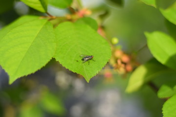 fly on a green leaf of cherry.