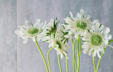 White scabiosa flowers on grey stone background. © agneskantaruk