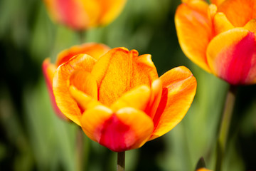 blooming tulips