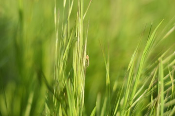 Mosquito on a grass stalk.