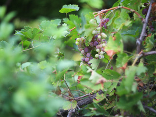 ripe black grape in a vineyard