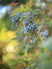 ripe black grape in a vineyard 