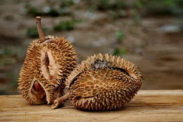 Durian fruit is rotten on the wood floor.
