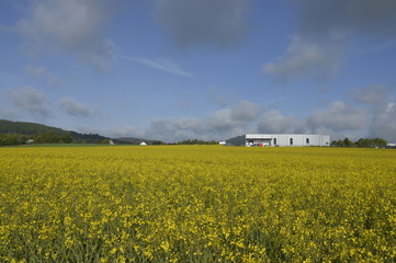 yellow field of oilseed rape