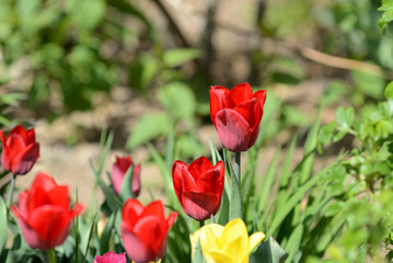 Beautiful tulips blooming in the garden on a bright sunny day