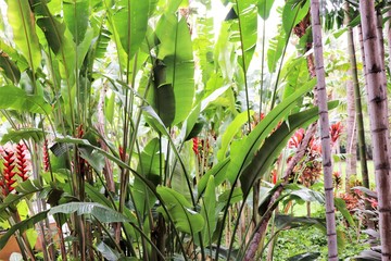 Blooming Heliconia flowers growing in a tropical garden