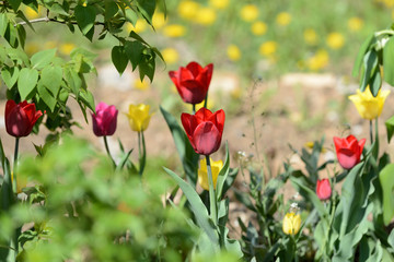 Beautiful tulips blooming in the garden on a bright sunny day