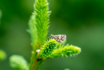 Butterfly sitting on a young Picea shoot on a blurred green background
