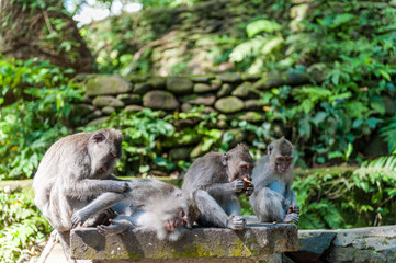 Naklejka na ściany i meble Balinese long-tailed monkey macaque at Ubud monkey forest in Bali, Indonesia