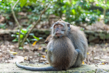 Balinese long-tailed monkey macaque at Ubud monkey forest in Bali, Indonesia