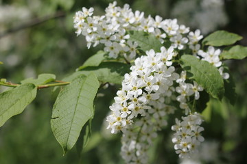 Cherry blossom is a special sight. The trees are still only spreading leaves, and here, the charming, fragrant buds of beautiful flowers ..